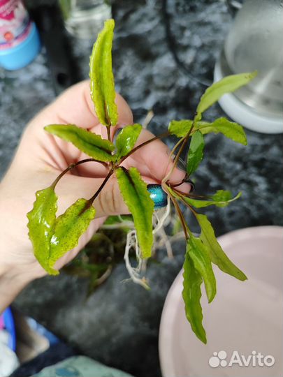 Аквариумное растение