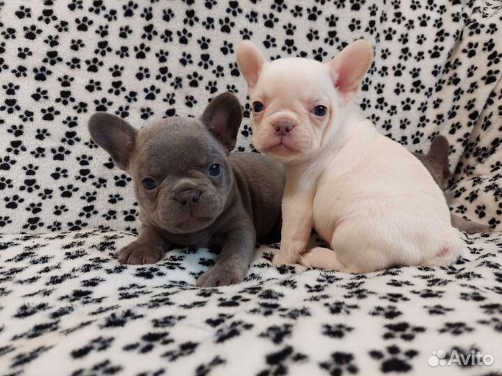 Кремовый Мальчик