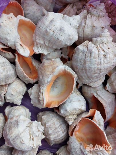 Морские ракушки