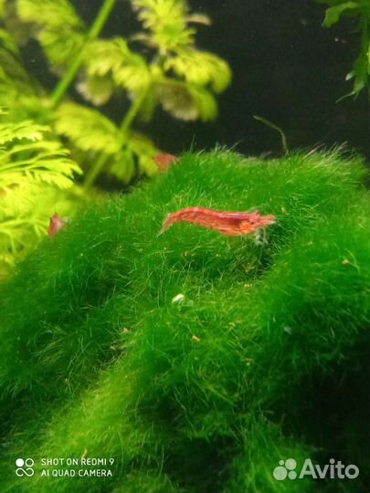 Аквариумные растения, рыбки и креветки