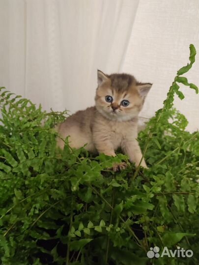 Шотландская золотая шиншилла