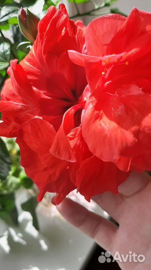 Гибискус китайская роза