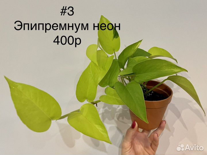 Комнатные растения