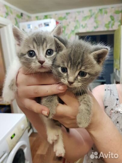 Котики бесплатно в добрые руки