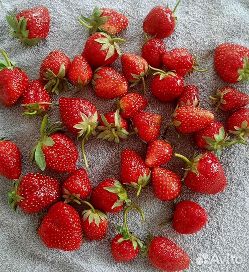 Рассада клубники