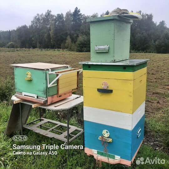 Ульи с пчелами