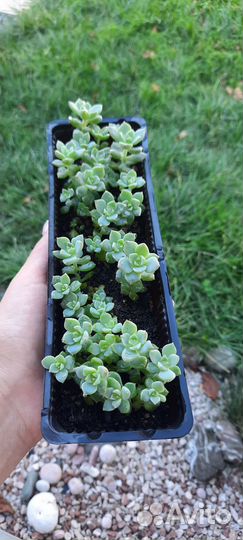 Детки суккулентов