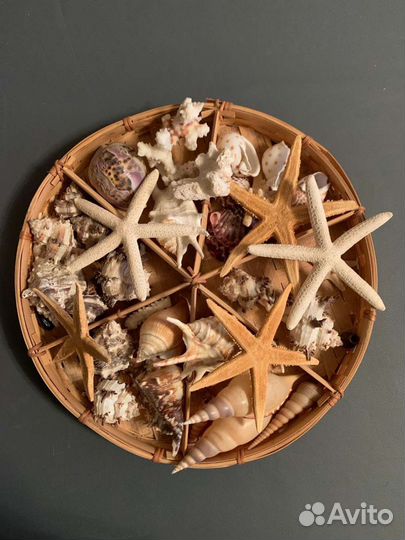 Набор ракушек, морских звезд