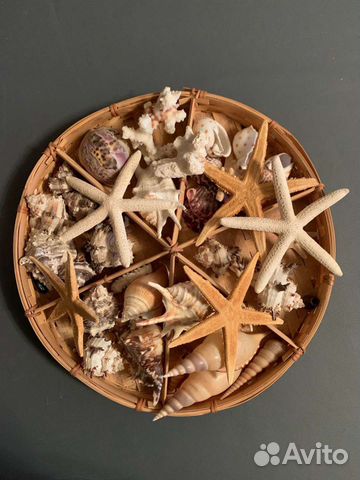 Набор ракушек, морских звезд