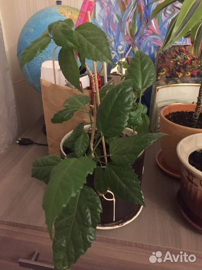Роза,монстера,сингониумы много в горшках