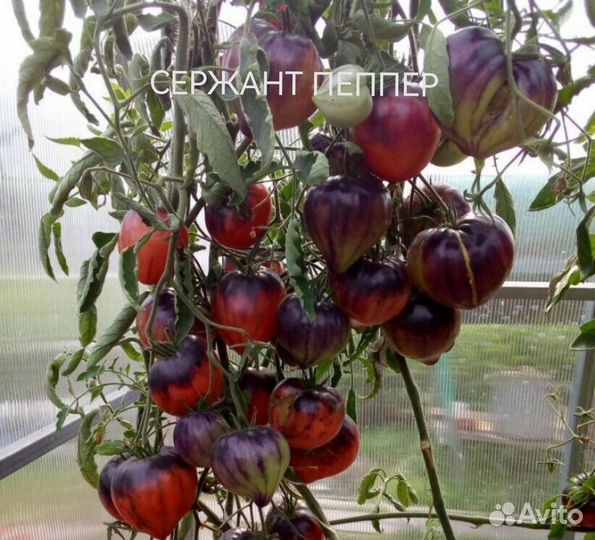 Семена коллекционных сортов томатов