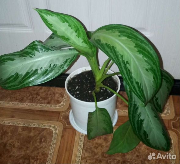 Цветы комнатные