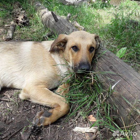 Щенки подростки в дар