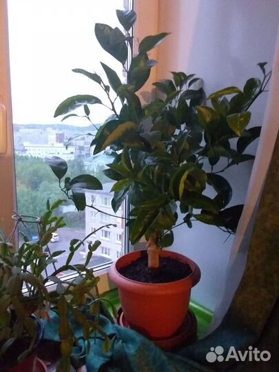 Лимонное дерево. Высота с горшком 1м