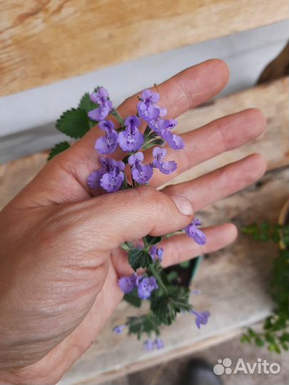 Цветы фиолетовые