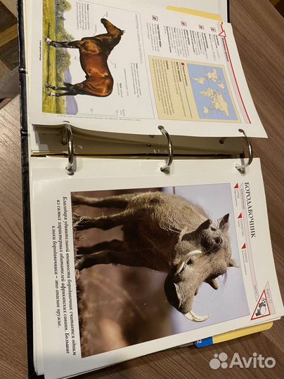 Энциклопедия