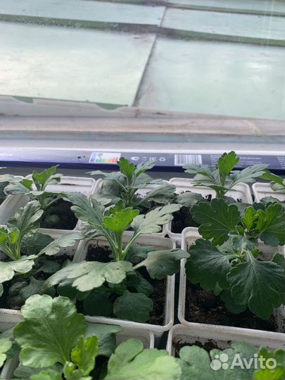 Рассада цветов