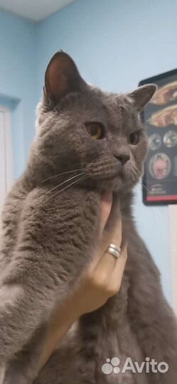 Кошка в дар