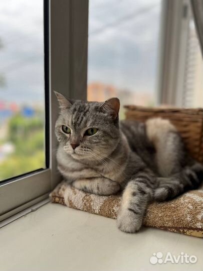 Кошка ищет дом