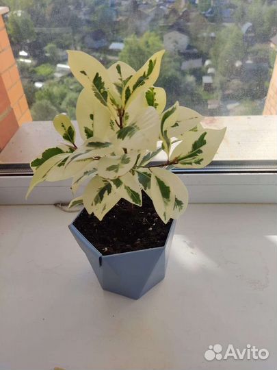 Фикус микрокарпа альбомаргината