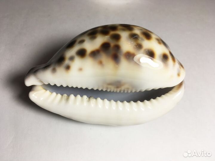 Тигровая ракушка