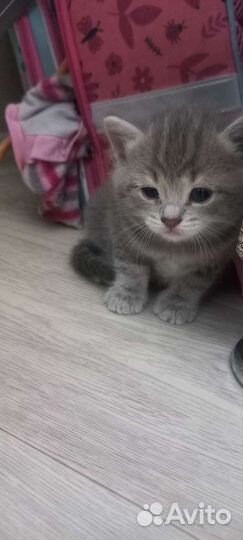 Британская кошка