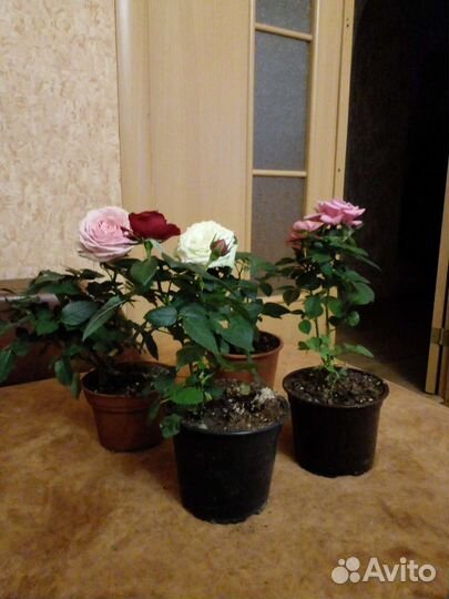 Кустовые розы