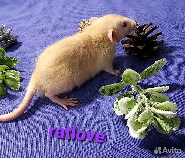 Крысята дамбо лонг и стандарт