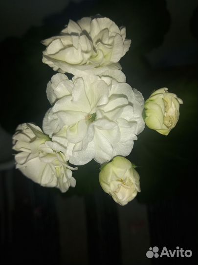 Еларгония герань
