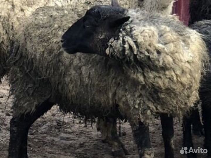Овцы бараны романовской породы