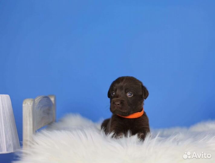 Щенки лабрадора шоколадные