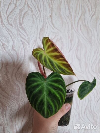 Филодендрон бородавчатый