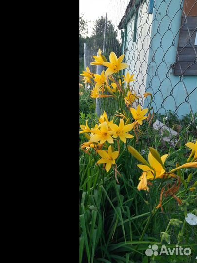 Лилейники, флокс растопыренный