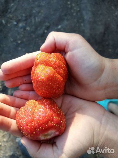 Клубника Королева Елизавета-2