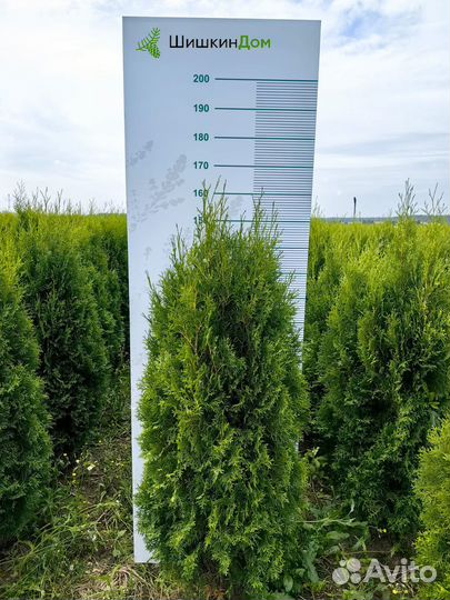 Туи оптом. Туя Колумна 140-160см