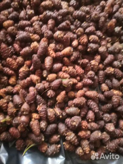 Шишка кедрового стланика