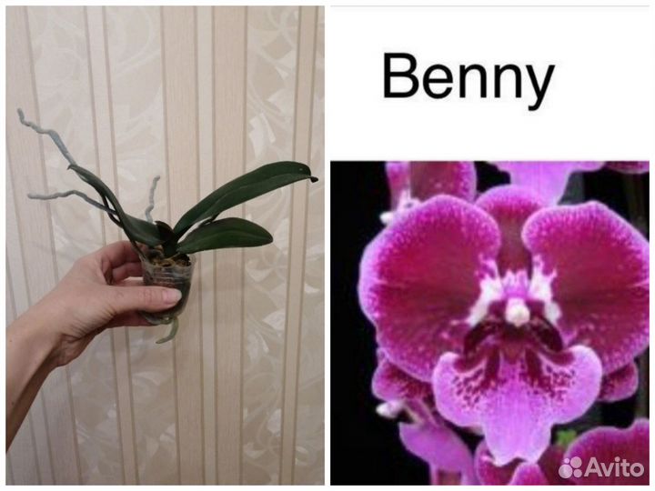 Сортовые орхидеи фаленопсис