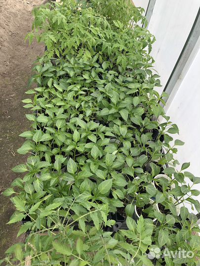 Рассада помидоров и перцев