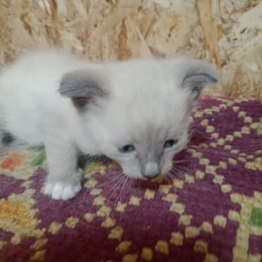 Сиамский котёнок