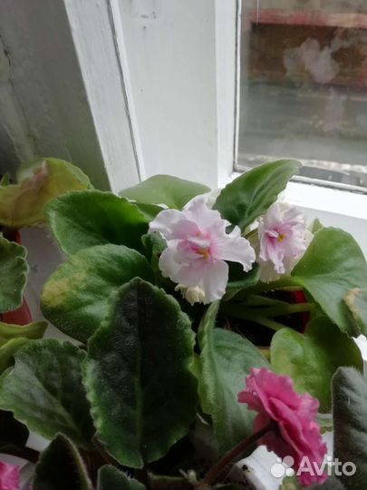 Комнатные цветы