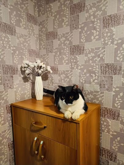 2-к. квартира, 48,7 м², 1/2 эт.