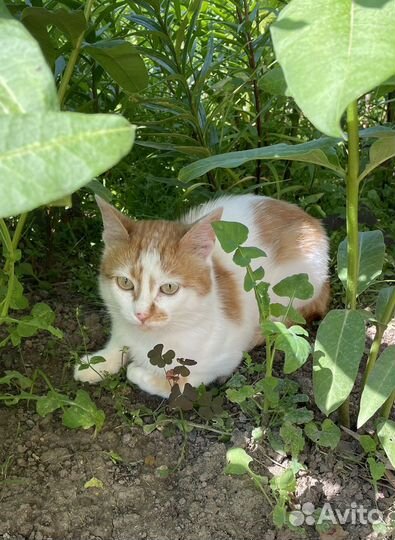 Кот Василий