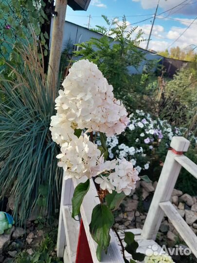 Гортензия метельчатая