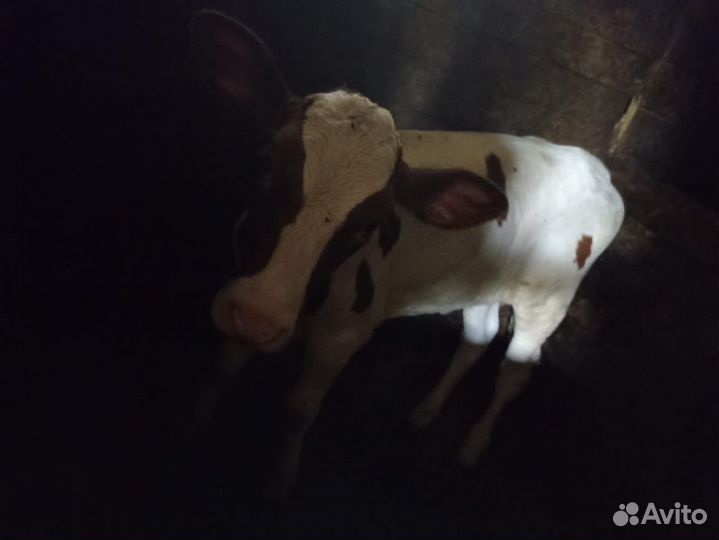 Телочка 2 месяца