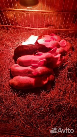 Кастрация поросят,с выездом по Псковскому району