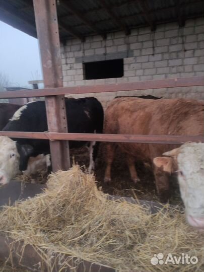 Быки на мясо