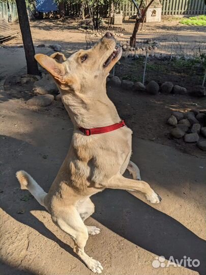 Собака в добрые руки