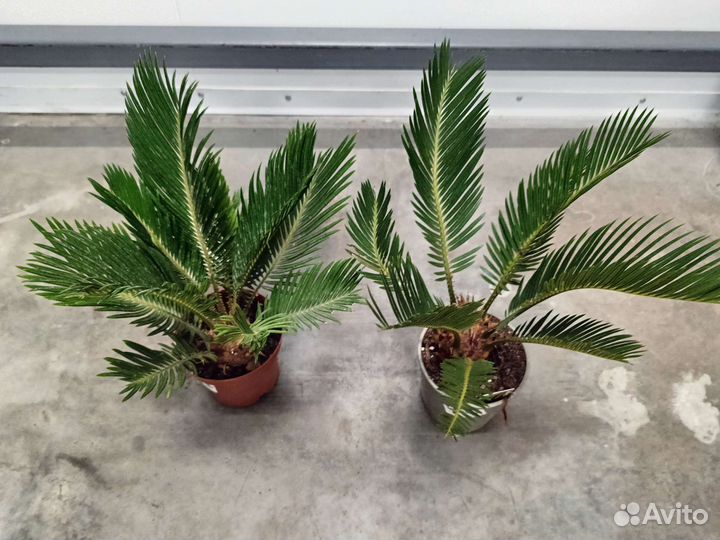 Цикас революта