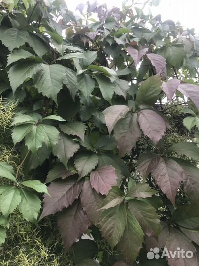 Черенки винограда декаративного