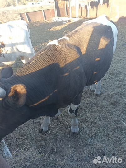 Быки на мясо живым весом